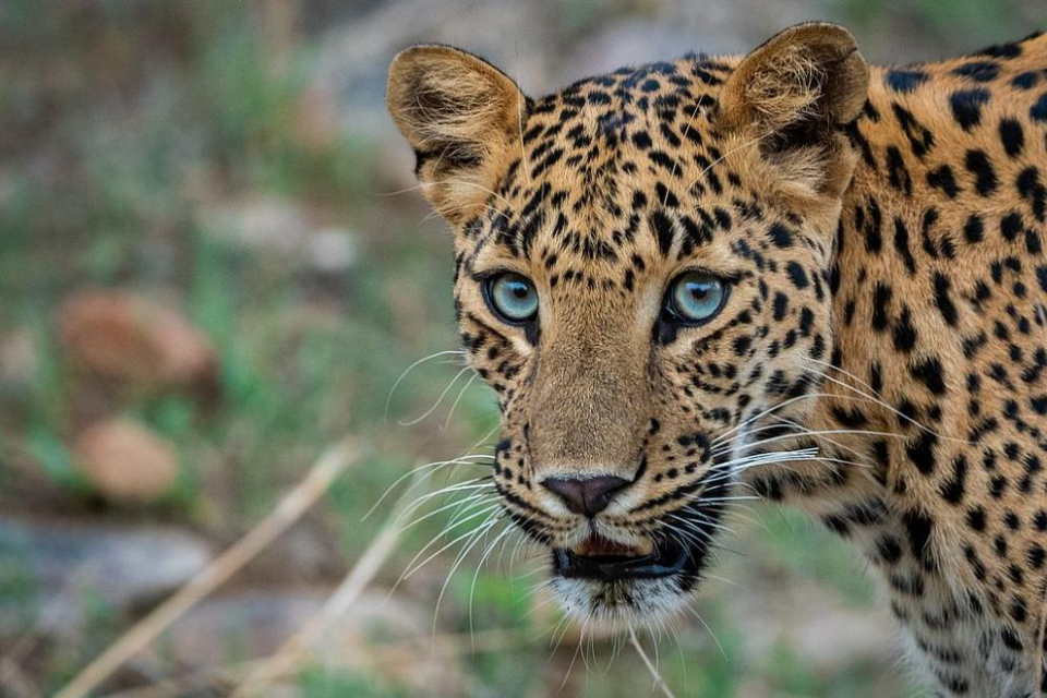 Леопард от зоологическата градина в Стара Загора е избягал от клетката си тази сутрин. Инцидентът се е случил малко след 10 часа.Посетителите на зоологическата...