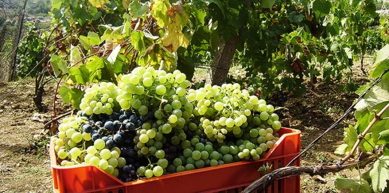 От днес до 20 септември Държавен фонд "Земеделие" приема документи от лозаро-винари, които кандидатстват за финансова помощ  за инвестиции в предприятията...