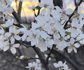 Люляци и кокичета цъфнаха насред октомври - какво вещае това за зимата?