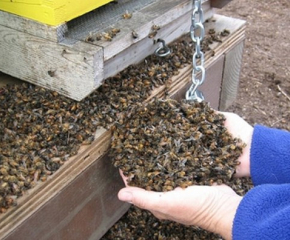 Масов мор на пчели в село Милковица, Плевенско
