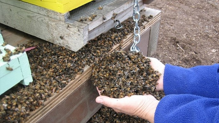 Над 5000 пчелни семейства са засегнати от обработка с препарати на голяма земеделска фирма в района на плевенското село Милковица. Пчеларите настояват...