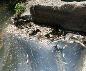 Мъртва риба изплува във водите на река Равногорска в Брацигово