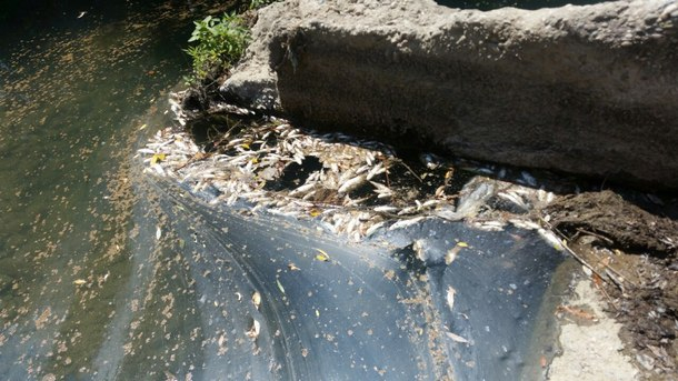 Подаден е сигнал за мъртва риба в река Равногорска край община Брацигово. Посочено е още, че край брега на реката е забелязана и синя емулсия, съобщава...