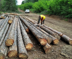 Над 4200 инспекции на държавните горски предприятия и Изпълнителната агенция по горите