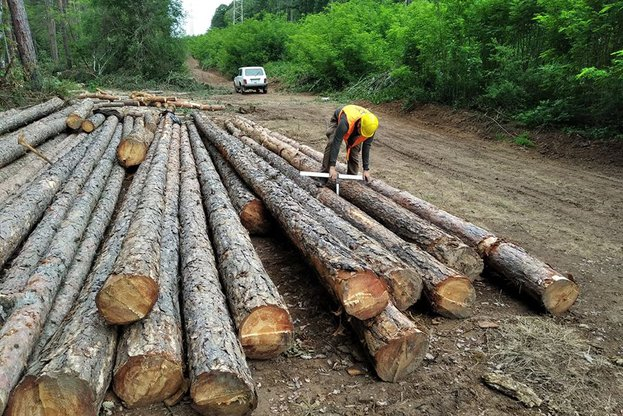 Над 4200 инспекции са извършили инспекторите от държавните горски предприятия и Изпълнителна агенция по горите. Проверките за извършени в периода межди...
