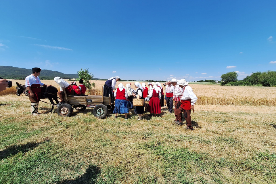 С пресъздаване на народния ритуал „зажънване“ в Тунджанско днес започна прибирането на зърнената реколта. За 12-та поредна година жътвата беше открита...