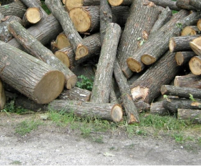 Незаконен добив на дърва е установен в Сливен