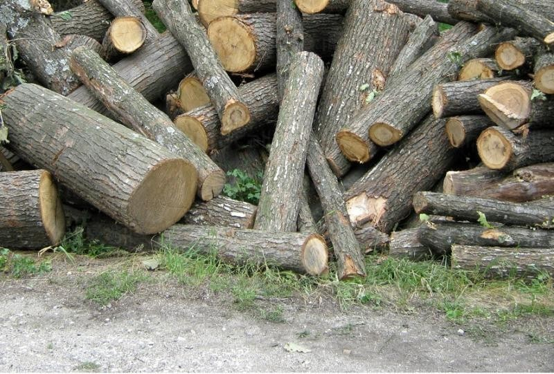 Незаконен добив на дърва е установен при специализирана операция на Икономическа полиция и РУ-Сливен, съвместно с екипи на ЮИДП-Сливен. Акцията е проведена...