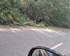 Незаконно рязане на дървета край пътя Окоп - Ханово