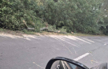 Незаконно рязане на дървета край пътя Окоп - Ханово
