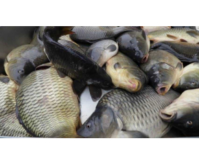Никулденският шаран в Ямбол тази година е по 8,50 лева за килограм жива риба