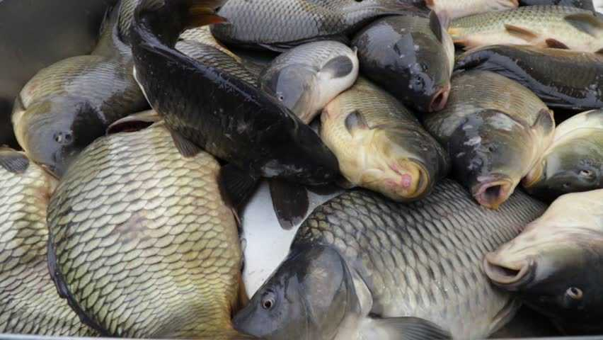 Никулденският шаран в Ямбол тази година е по 8,50 лева за килограм жива риба. Дни преди празника, в рибните магазини в града вече се усеща раздвижване....