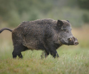 Нов случай на Африканска чума по свинете във Видинско 