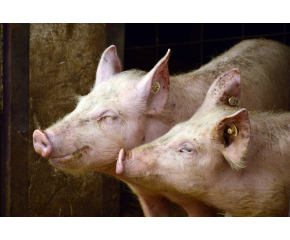 В област Сливен са разпоредени мерки срещу заболяването „африканска чума по свинете"