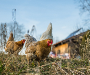 В област Сливен се въвеждат мерки срещу птичи грип