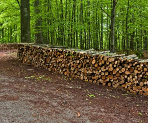 В Община Болярово е обявен открит конкурс за маркиране на дървесина