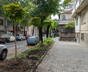 Община Ямбол продължава да засажда нови дървета по улиците на града