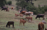 ОДБХ - Ямбол констатира огнище на бруцелоза по говеда в стопанство в село Крайново