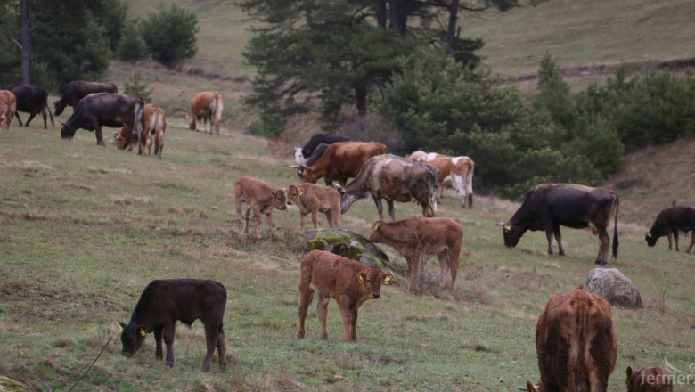 Областната дирекция по безопасност на храните - Ямбол констатира огнище на бруцелоза по говеда в стопанство в село Крайново. Заболели са шест от стоте...