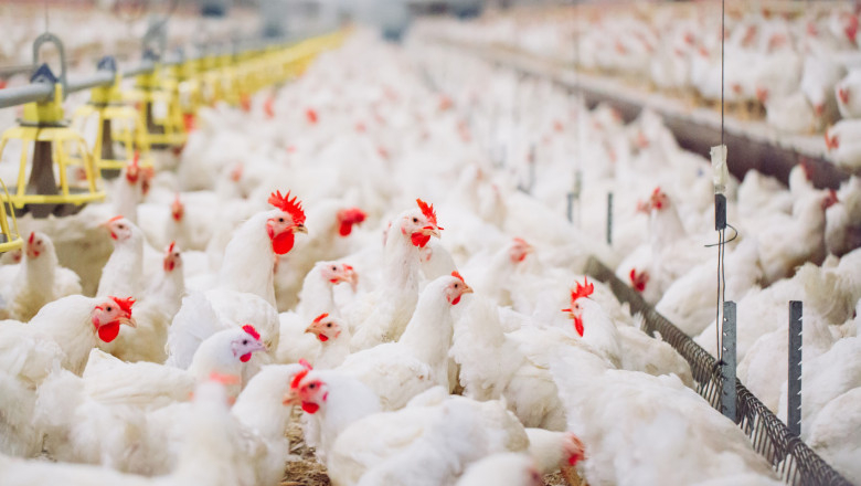 Огнище на птичи грип е установено в Хасково, съобщиха от пресцентъра на Българската агенция по безопасност на храните, която обяви инфекциозното заболяване.
Причинителят...