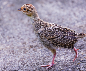 Около 4000 фазани и яребици са разселени в ловните стопанства в Ямболско   