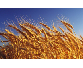 Около 60% от обработваемите земи у нас са засети със зърнено-житни култури 
