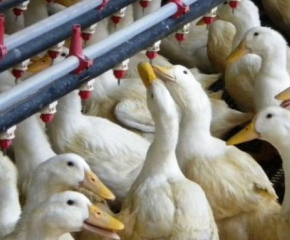 Още нови случаи на птичи грип в Славяново 
