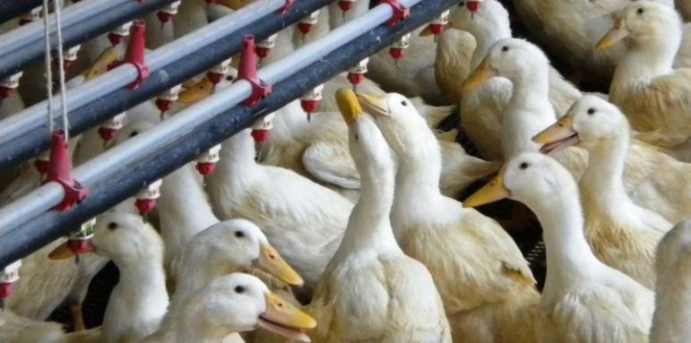 В град Славяново продължават действията на Областната дирекция по безопасност на храните за овладяване на огнищата с птичи грип. Новите случаи са в два...
