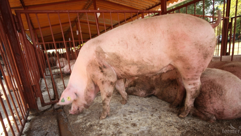 Българската агенция по безопасност на храните констатира четири нови огнища на Африканска чума по свинете. Положителните резултати от пробите са потвърдени...