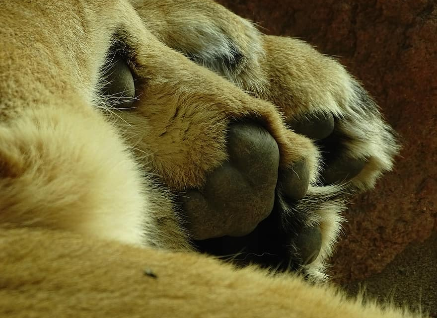 Препариран лъв е открит при претърсване на склад в Разград, съобщиха от Областната дирекция на МВР.
Фигурата на животното, което е от защитен вид, е била...