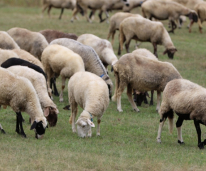 Откриват Националния събор на овцевъдите