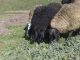 Овцевъди пред фалит заради нови държавни изисквания