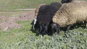В монтанското село Владимирово пореден животновъден сектор е пред унищожаване. Методи Лаков отглежда 17 биволи и около 200 овце, но в последно време се...