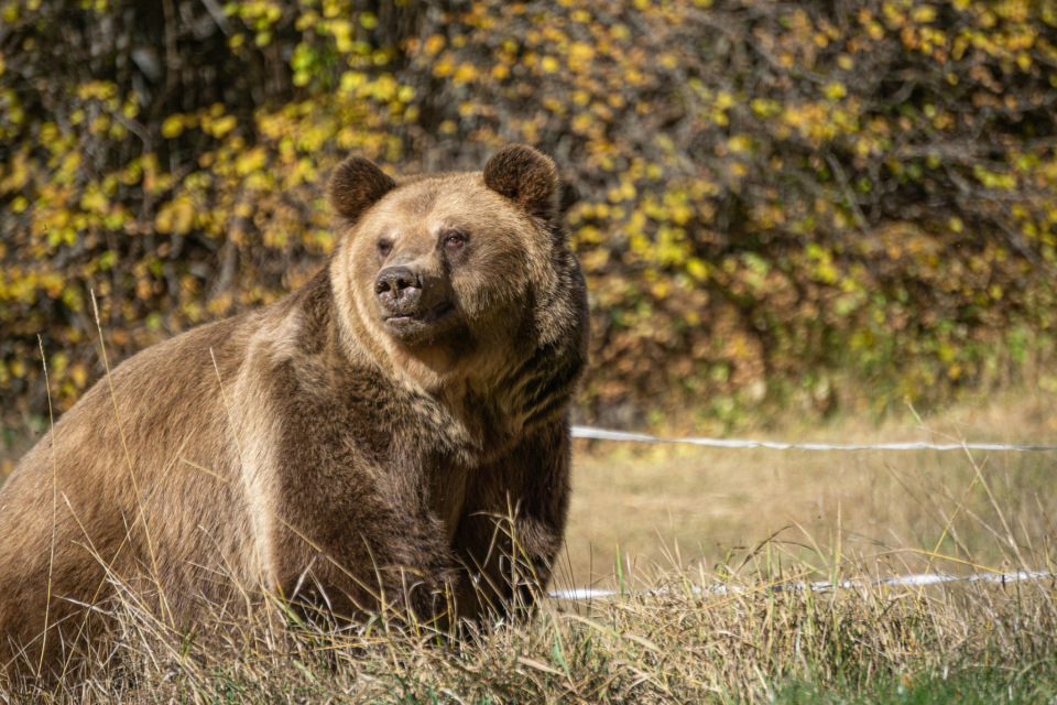 Паркът за танцуващи мечки край Белица спаси поредния екземпляр и той вече е пуснат свободно във външно заграждение на парка. Мечокът Теди, който след кратък...