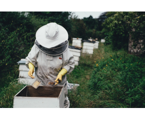 Пчеларите могат да подават заявления за обезщетения за унищожени пчелни семейства