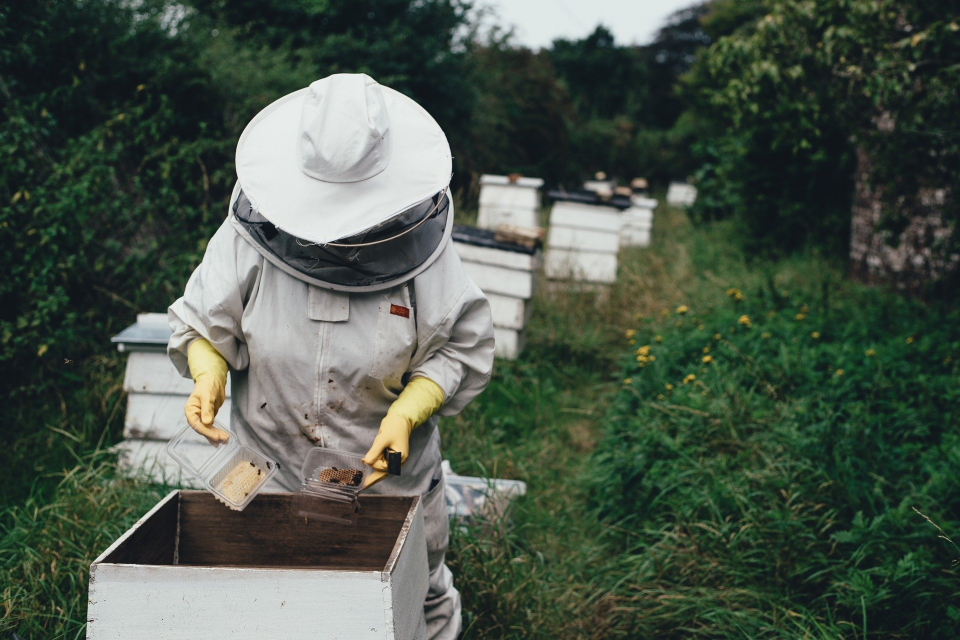 Пчеларите могат от днес да подават заявления за обезщетения заради унищожените си пчелни семейства.
Бюджетът на целевата подкрепа е 3 млн. лв.  като ставката...