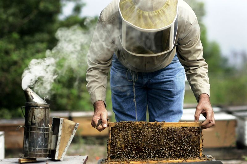 Пчеларите у нас готвят национален протест. Причината според тях е неадекватно отношение на управляващите към труда им. 21 организации се обединиха в обща...