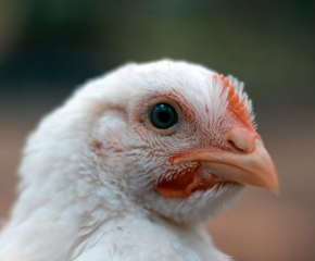 Почти 100 000 птици ще бъдат унищожени в Плевенско, поради огнище на птичи грип