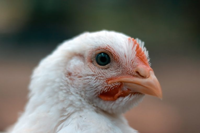 Заради огнище от птичи грип в Плевенско започва унищожаването на близо 100 000 хиляди пилета в птицеферма, коментират от БНР.
Областната дирекция по безопасност...