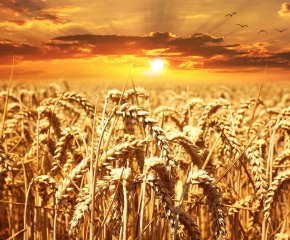 Почти на половина по-ниски добиви на пшеница от миналата година в Ямболско