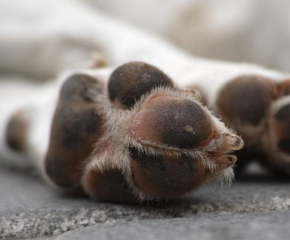 Полицията в Елхово разследва жестокост над куче, намерено в безпомощно състояние