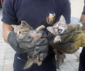 Пожарникари от Силистра спасиха котенца от удавяне