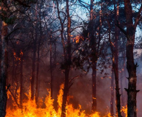 Пожарникари от Сливен спасиха 100 декара иглолистна гора