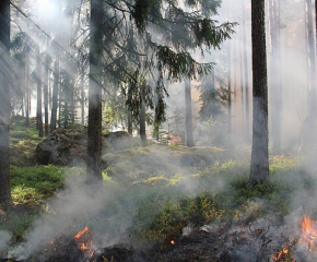 Пожарът в Средна гора е локализиран
