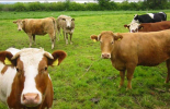 Предоставят пасища и ливади на животновъди в община Болярово 