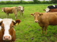 Предоставят пасища и ливади на животновъди в община Болярово 