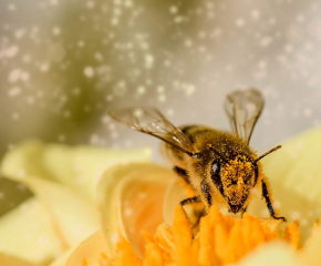 Предупреждават пчеларите за планирано пръскане