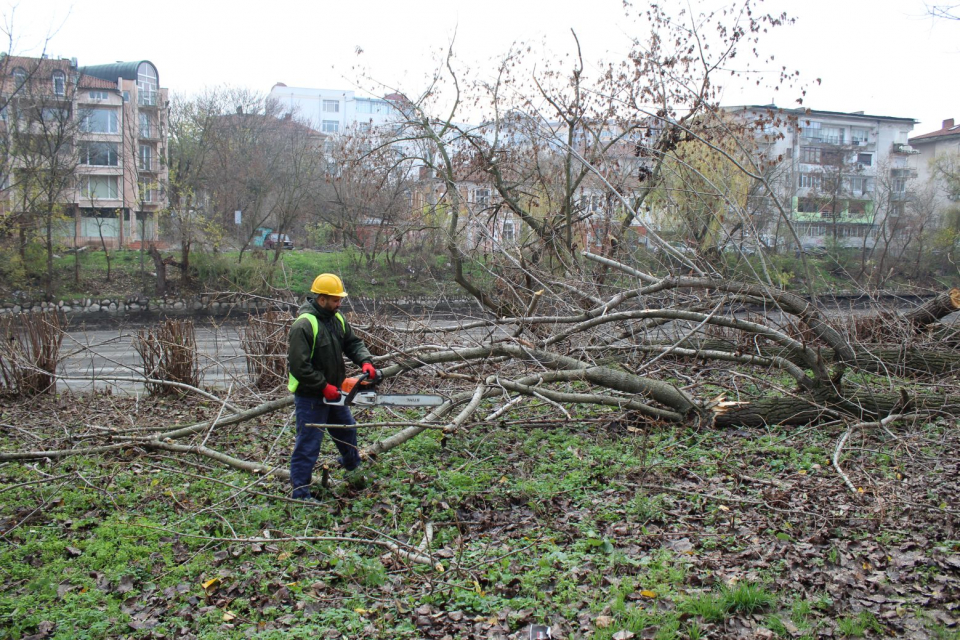 В Ямбол започна премахването на опасните черни и бели тополи по ската на река Тунджа в градския парк. Дърветата, които ще бъдат отстранени са в пределната...