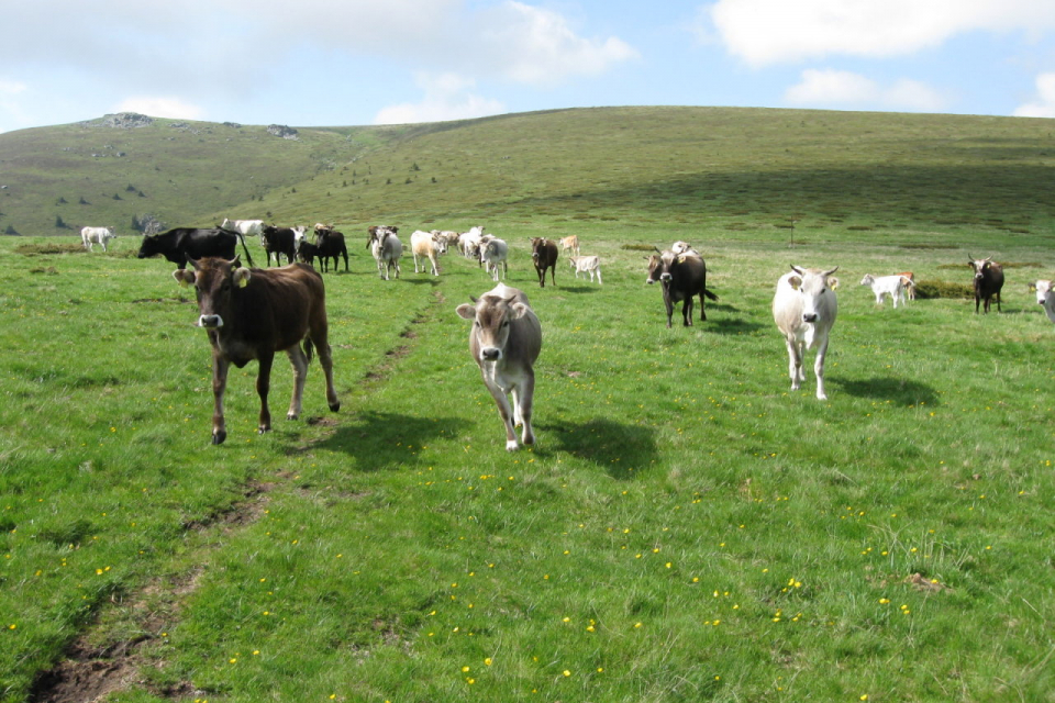 Държавен Фонд "Земеделие" започва от днес плащания на субсидиите по Националната преходна помощ за животни - говеда, овце-майки и кози-майки, които не...