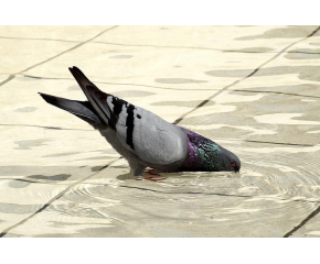 През летните жеги оставяйте вода за птиците и животните, призова експерт от природния парк в Сливен